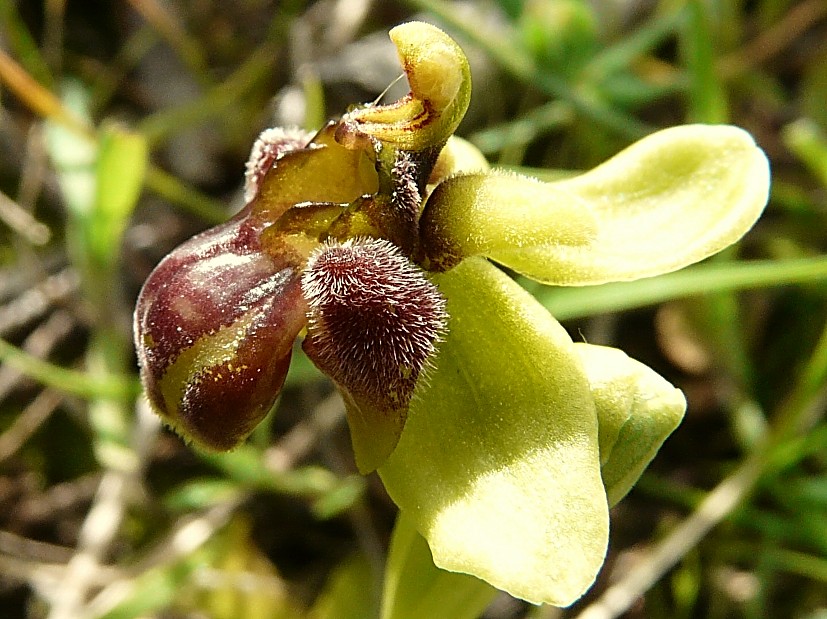 Ophrys bombyliflora